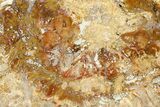 Beautiful Petrified Wood (Araucaria) Slab - Madagascar #361467-1